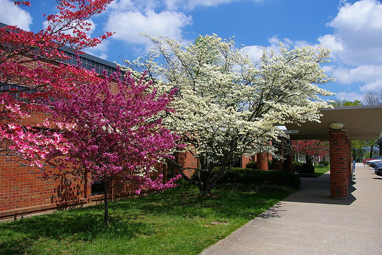 Redbud and Dogwood trees in front of JSO building