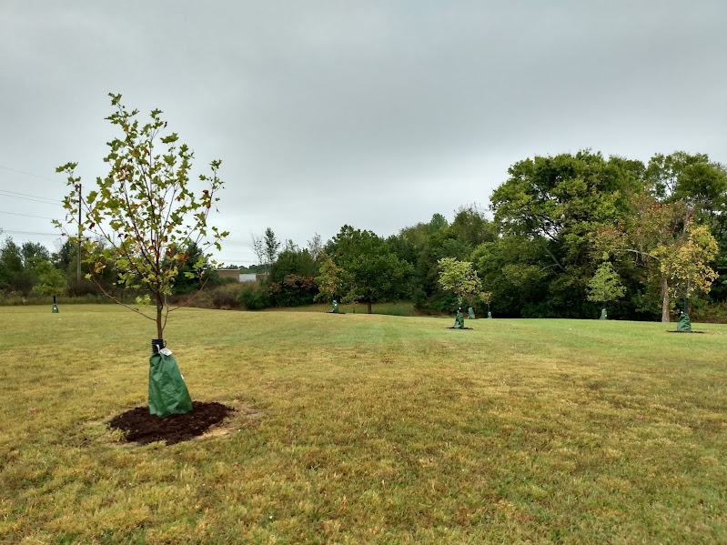 The new grove of trees was mulched.