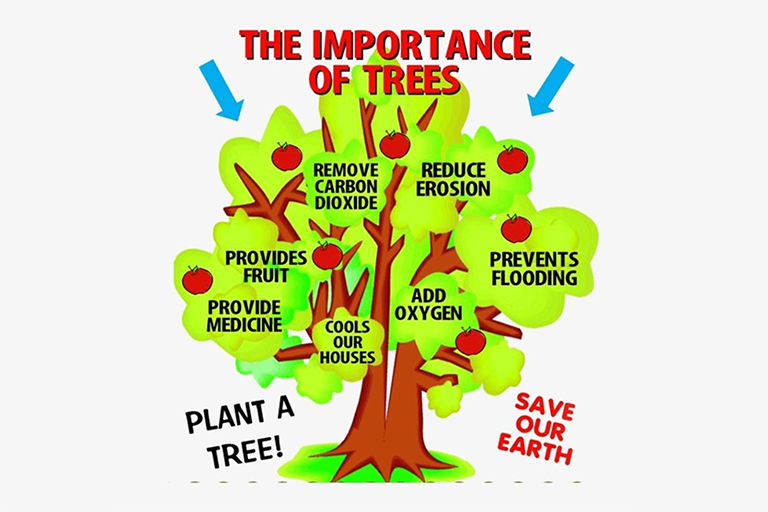 The Importance of Trees - Plant a tree! Save our Earth!