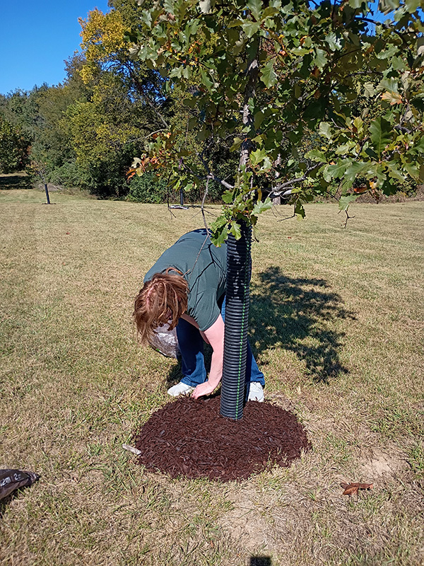 Photo of placing mulch around a small tree