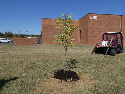 Tree finally planted.